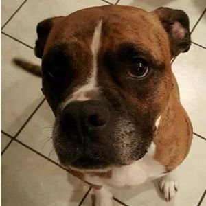 Meet your Posher, Josh